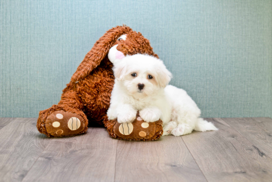 Maltese Pup Being Cute