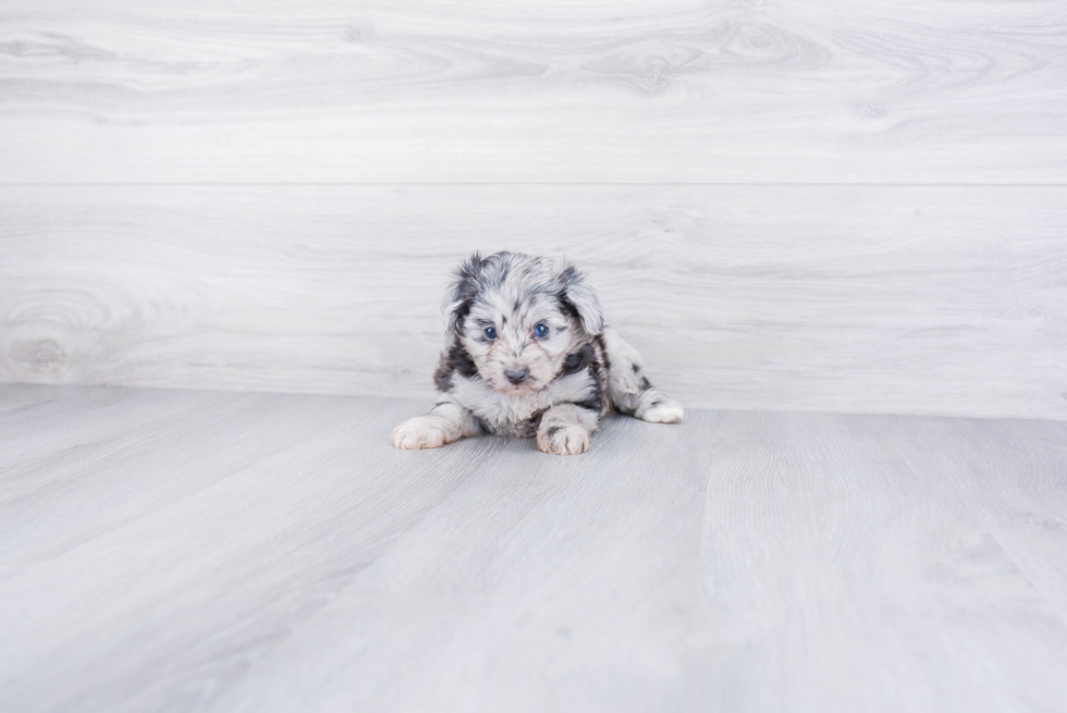 Cute Mini Aussiedoodle Baby