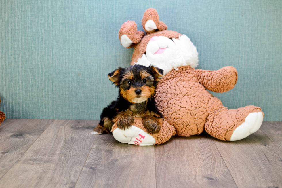 Meet Capone - our Yorkshire Terrier Puppy Photo 