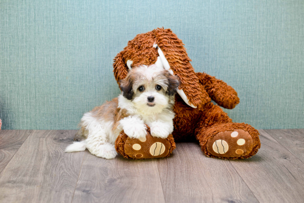 Havanese Pup Being Cute