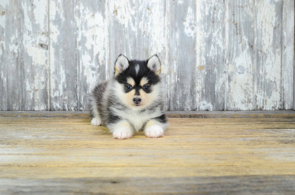 Playful Mini Husky Designer Puppy