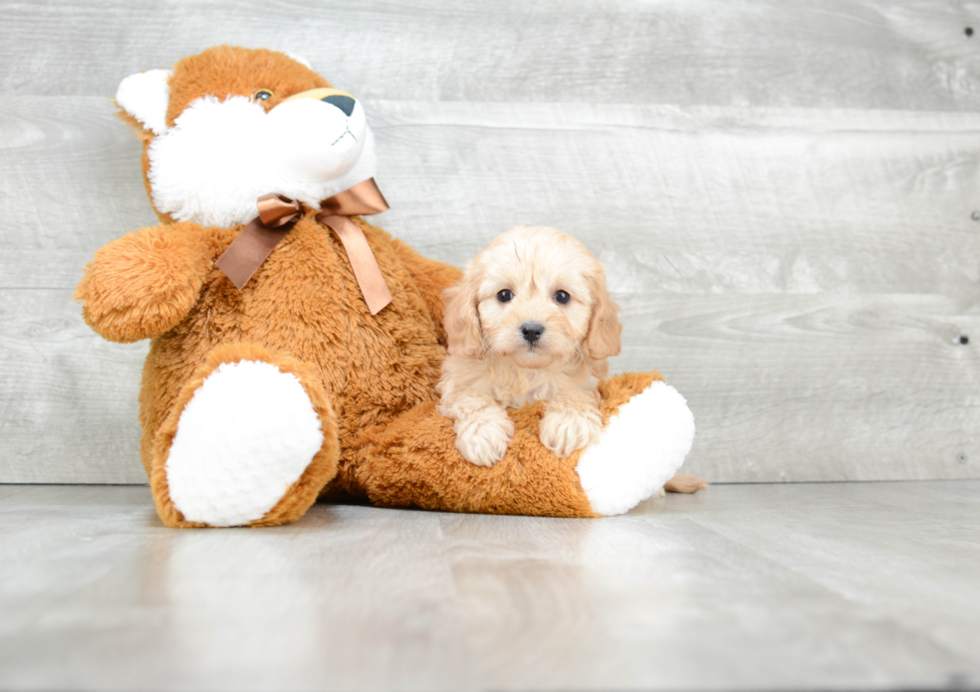 Happy Cavapoo Baby