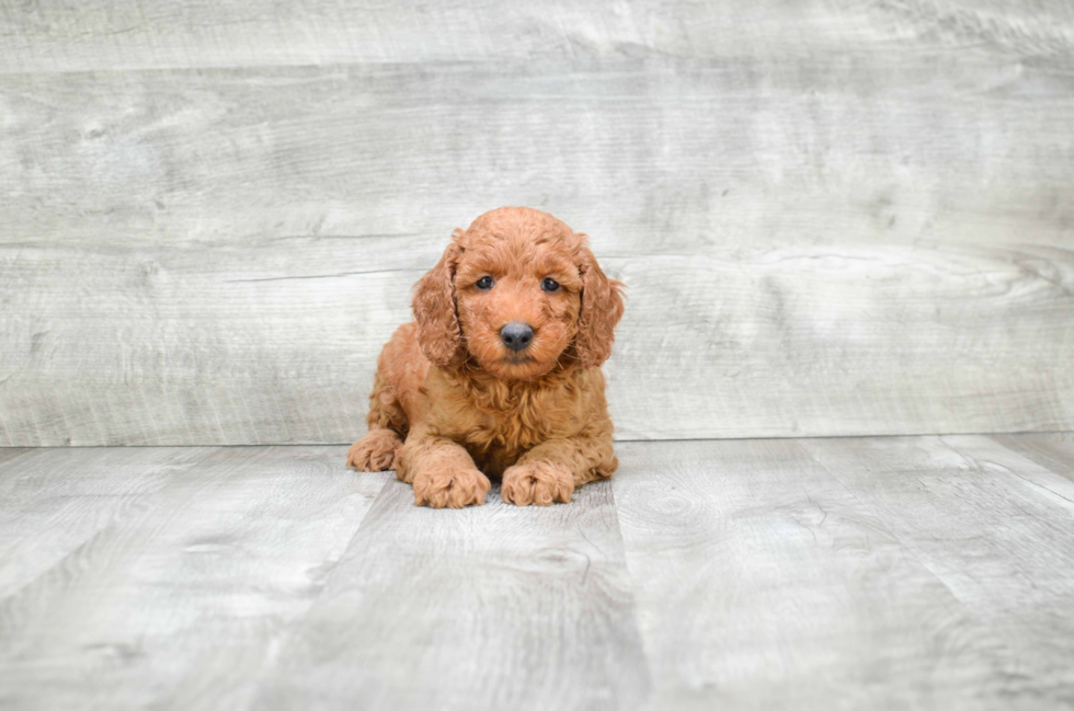 Cute Mini Goldendoodle Baby