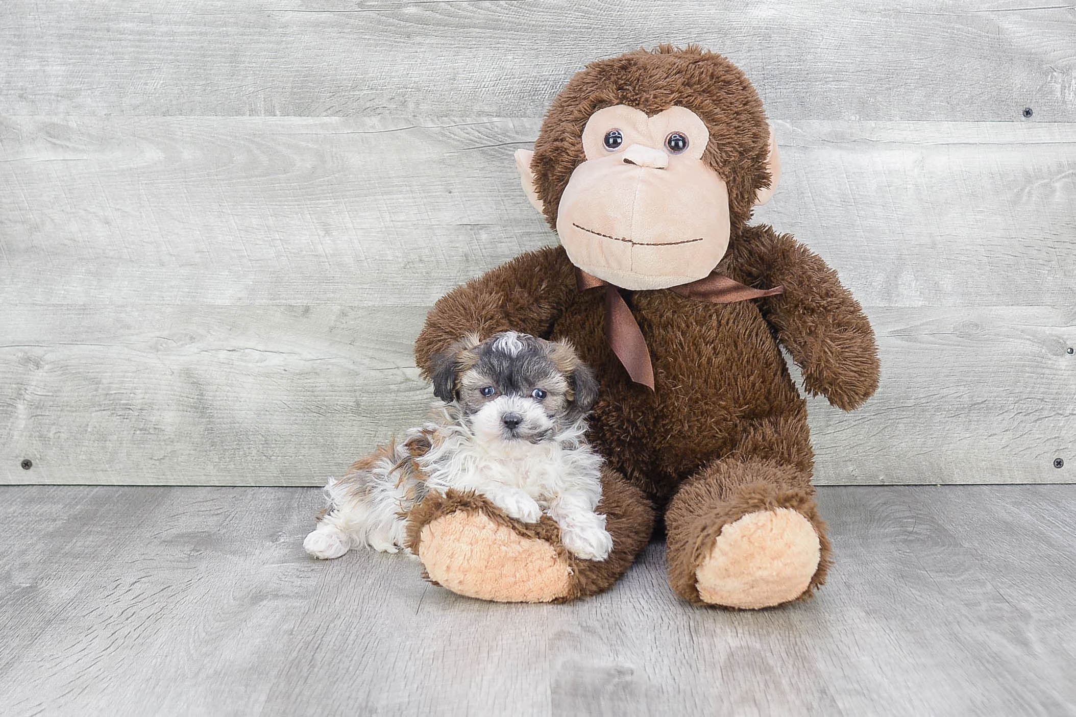 Best Teddy Bear Baby