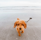 Cute Mini Goldendoodle Poodle Mix Pup