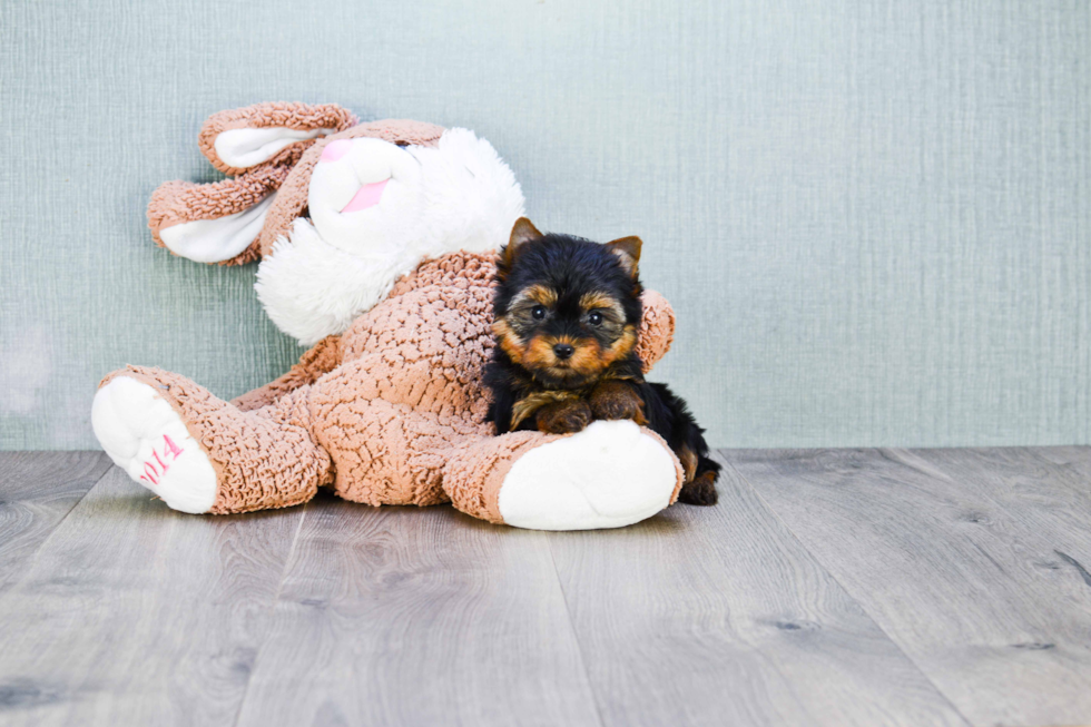 Meet Heidi - our Yorkshire Terrier Puppy Photo 