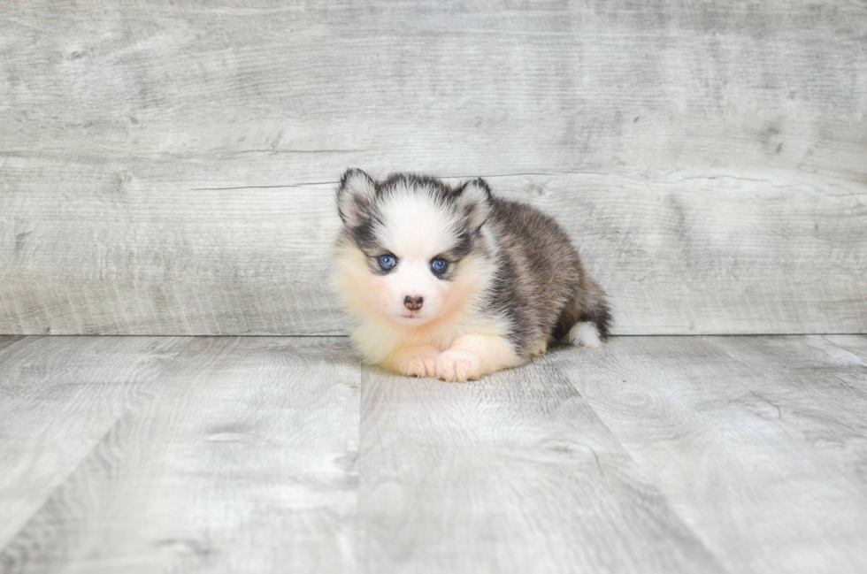 Playful Mini Husky Designer Puppy