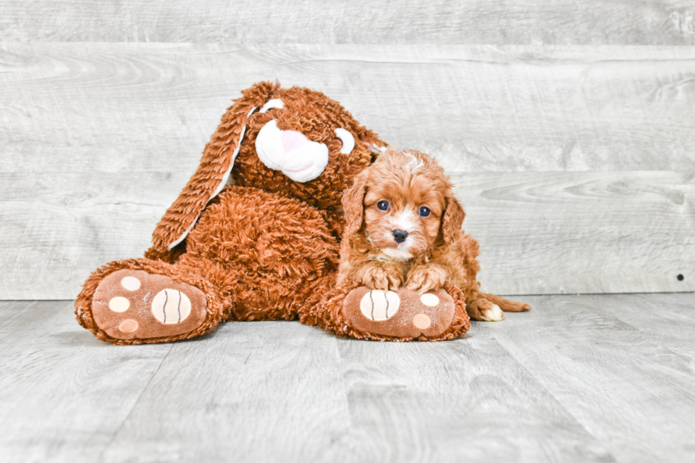 Cavapoo Puppy for Adoption