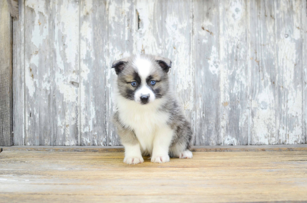 Smart Pomsky Designer Pup