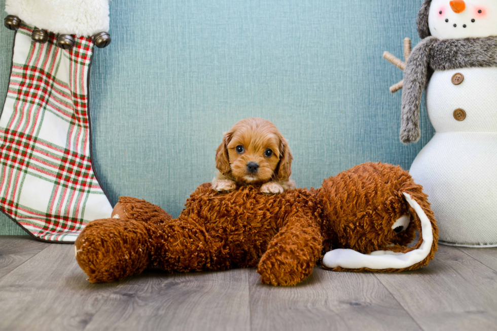 Fluffy Cavapoo Poodle Mix Pup