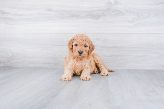 Mini Goldendoodle Pup Being Cute