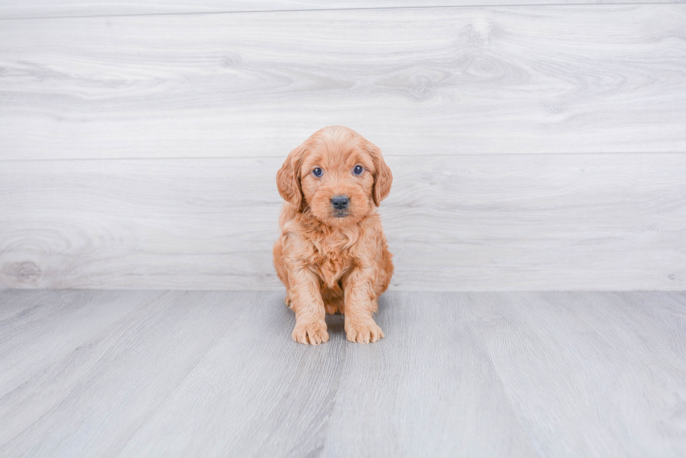 Mini Goldendoodle Pup Being Cute