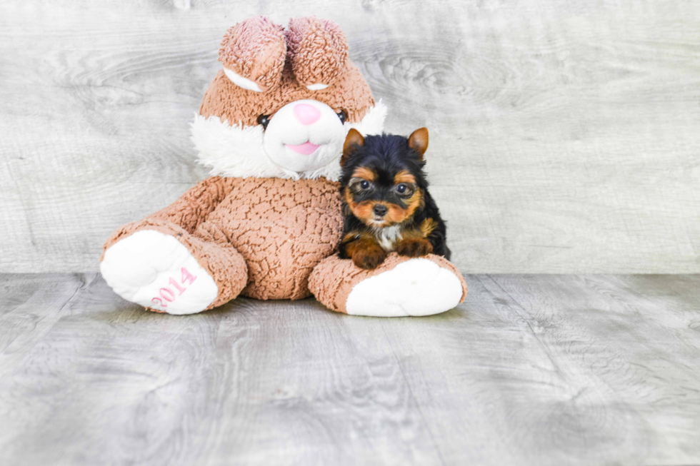 Meet Ronaldo - our Yorkshire Terrier Puppy Photo 