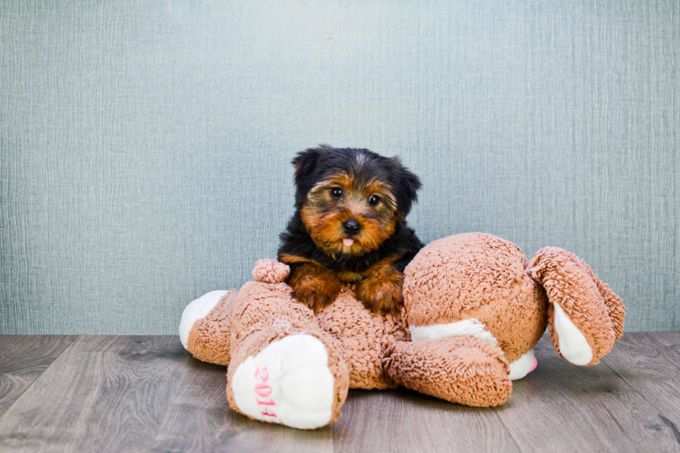 Meet Snickers - our Yorkshire Terrier Puppy Photo 