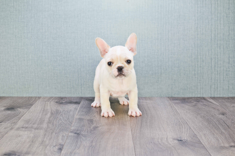 Hypoallergenic French Bulldog Purebred Pup