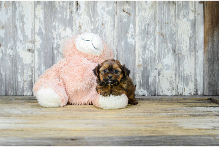 Friendly Shorkie Baby