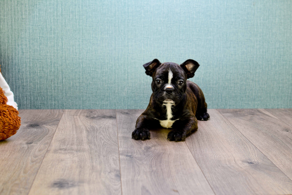 French Bulldog Pup Being Cute