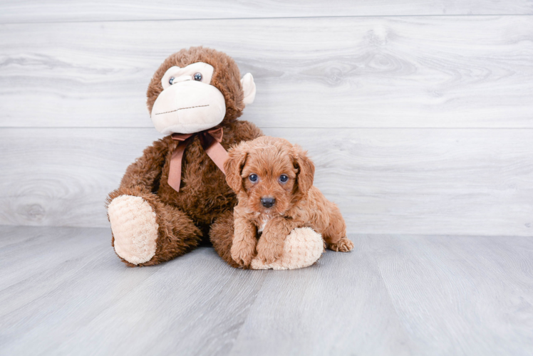 Smart Cavapoo Poodle Mix Pup