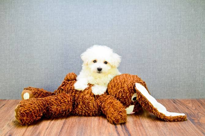 Energetic Bichon Frise Purebred Puppy