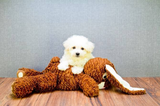 Energetic Bichon Frise Purebred Puppy