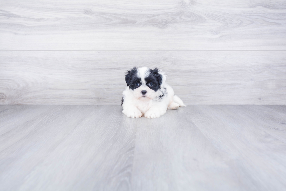 Playful Shi Chon Designer Puppy