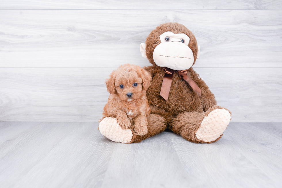 Best Cavapoo Baby