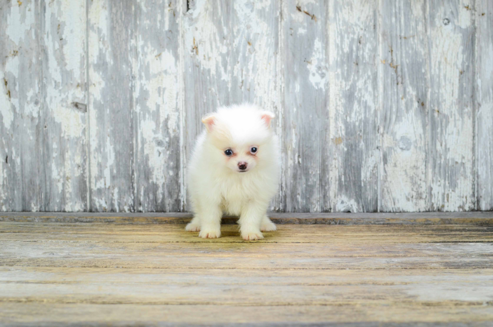 Popular Pomeranian Baby