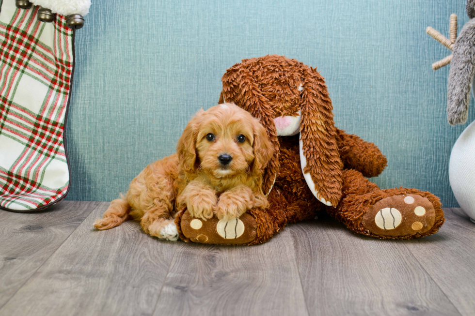 Popular Cavapoo Poodle Mix Pup