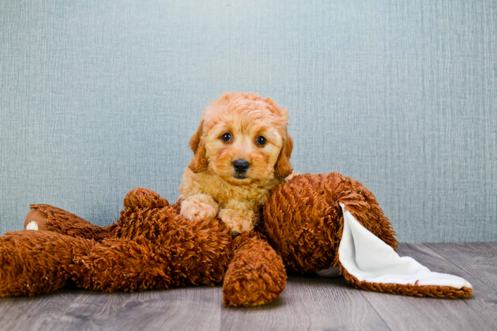 Best Mini Goldendoodle Baby