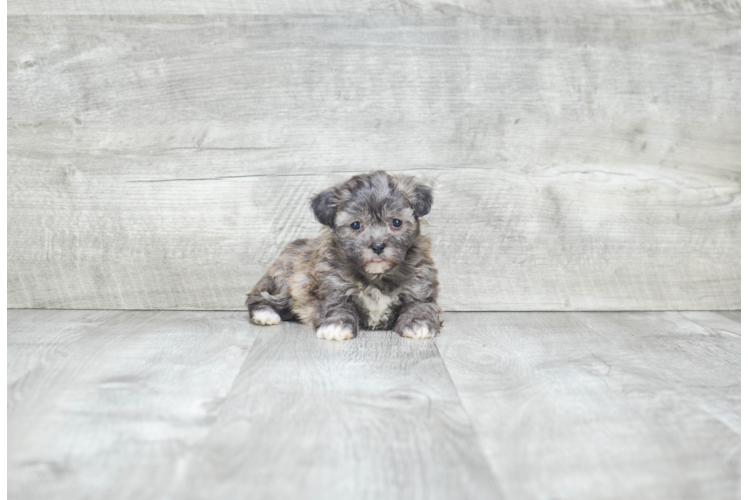 Teddy Bear Puppy for Adoption