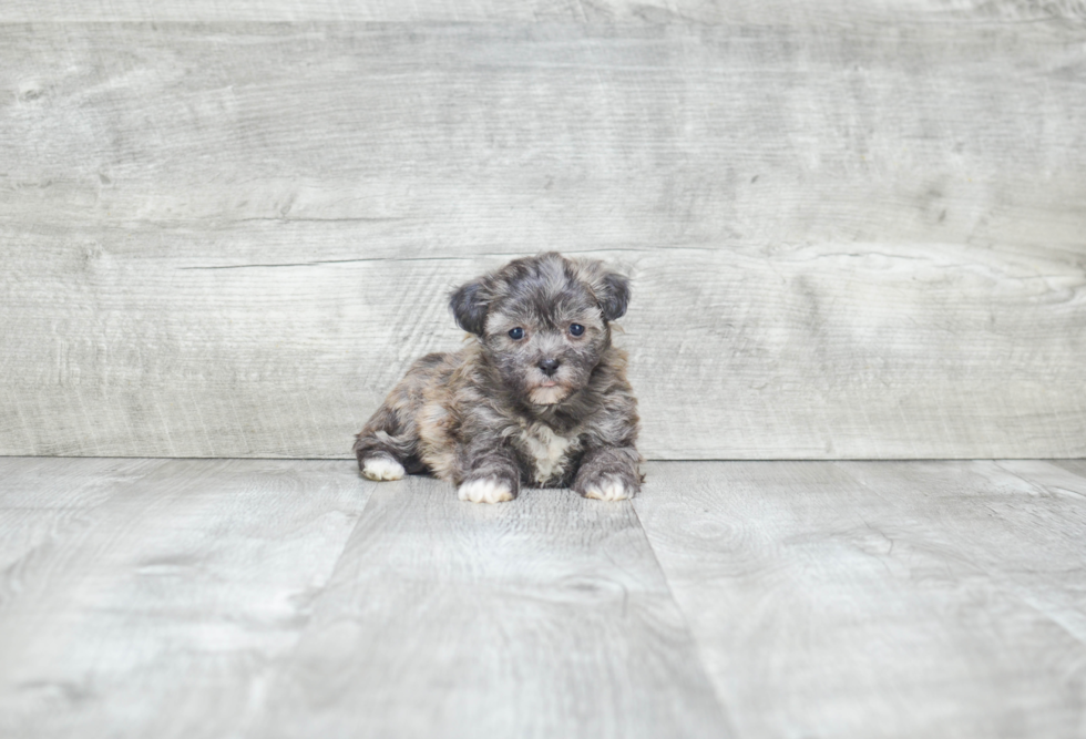 Teddy Bear Puppy for Adoption