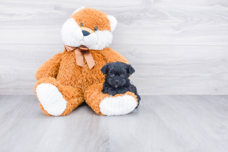 Yorkie Poo Pup Being Cute