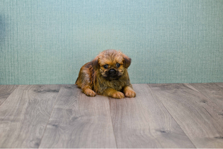 Best Brussels Griffon Baby