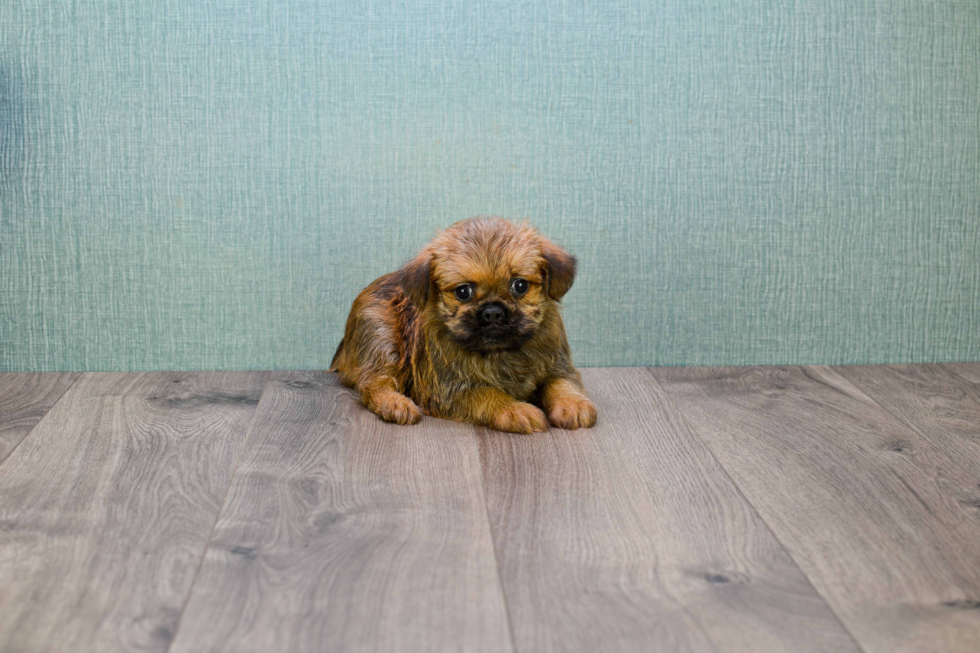 Best Brussels Griffon Baby