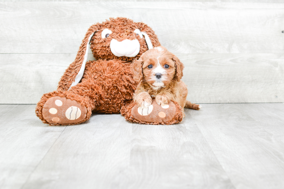 Cavapoo Puppy for Adoption