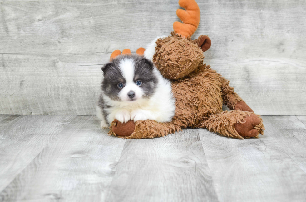 Fluffy Pomeranian Purebred Puppy