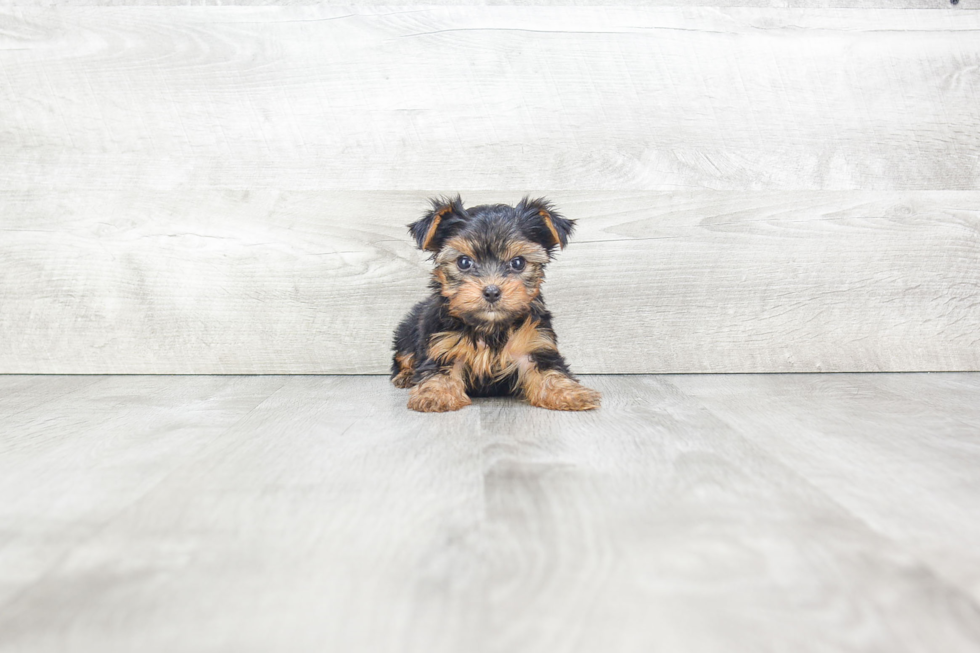 Meet Rosie - our Yorkshire Terrier Puppy Photo 