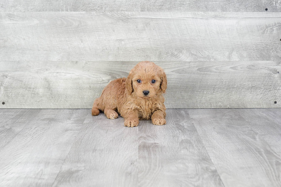 Mini Goldendoodle Pup Being Cute