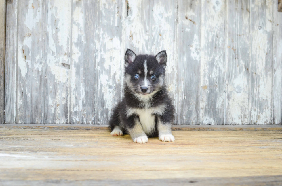 Cute Pomsky Baby