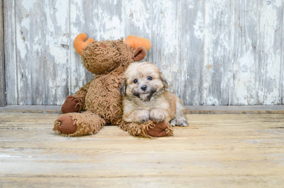 Fluffy Teddy Bear Designer Pup