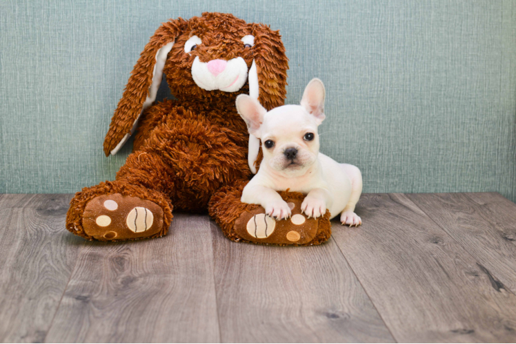 Best French Bulldog Baby