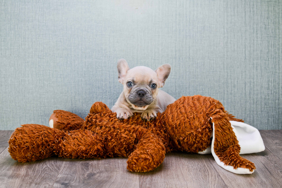 Best French Bulldog Baby