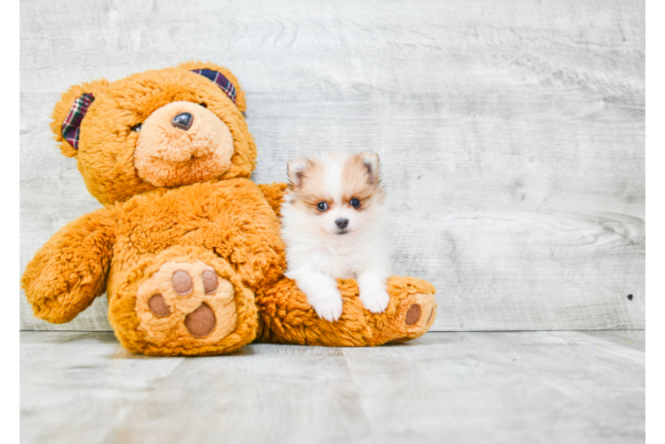 Pomeranian Pup Being Cute