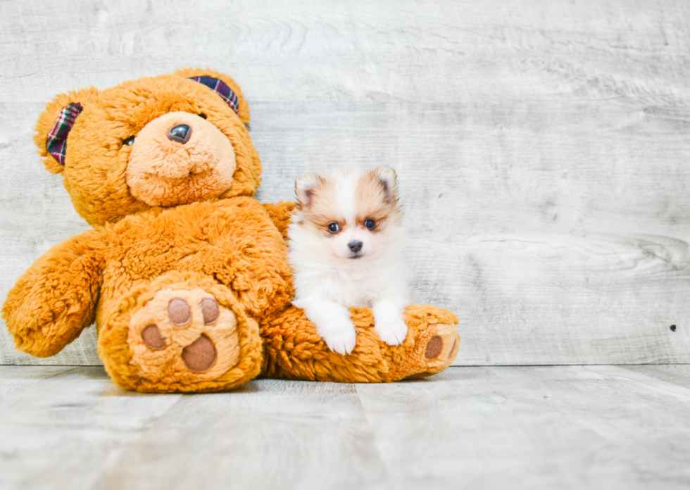 Pomeranian Pup Being Cute