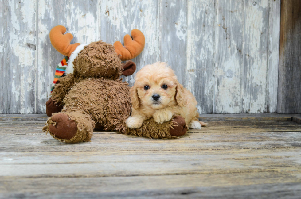 Cavachon Pup Being Cute