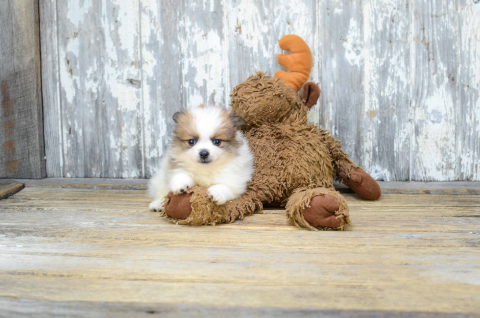 Pomeranian Pup Being Cute