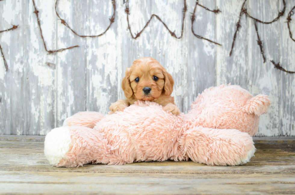 Best Cavapoo Baby