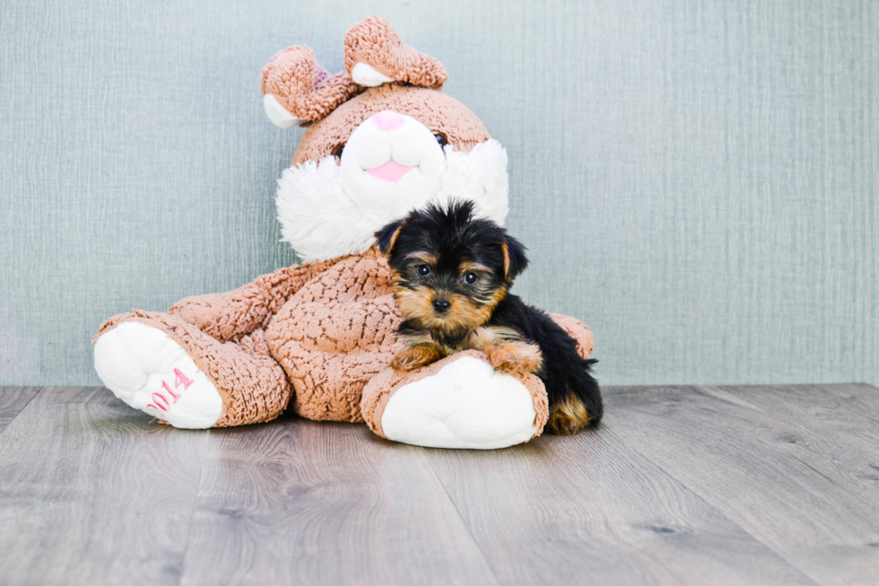 Meet Nugget - our Yorkshire Terrier Puppy Photo 