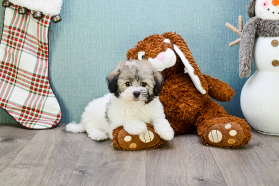 Cute Havanese Purebred Puppy