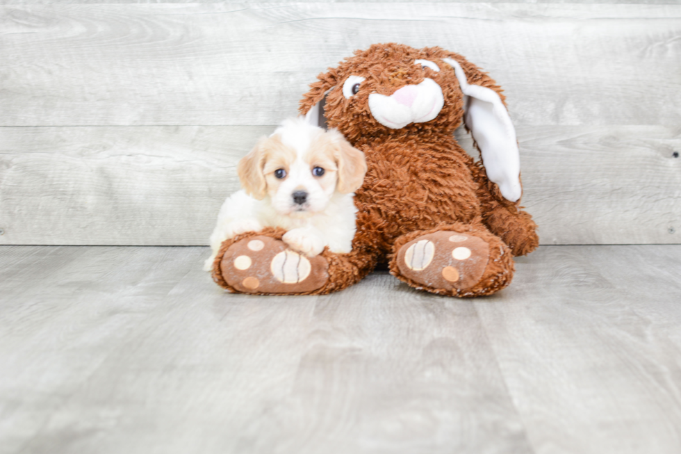 Friendly Cavachon Baby